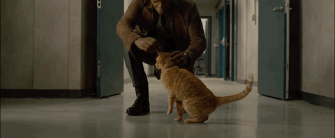 Goose'nin Captain Marvel Filmindeki Gerçek Kimliği Ortaya Çıktı! (Spoiler) 6 goose