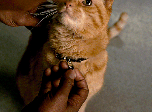 Goose'nin Captain Marvel Filmindeki Gerçek Kimliği Ortaya Çıktı! (Spoiler) 1 tumblr_pkwkfmgr7l1xesfv3o1_500