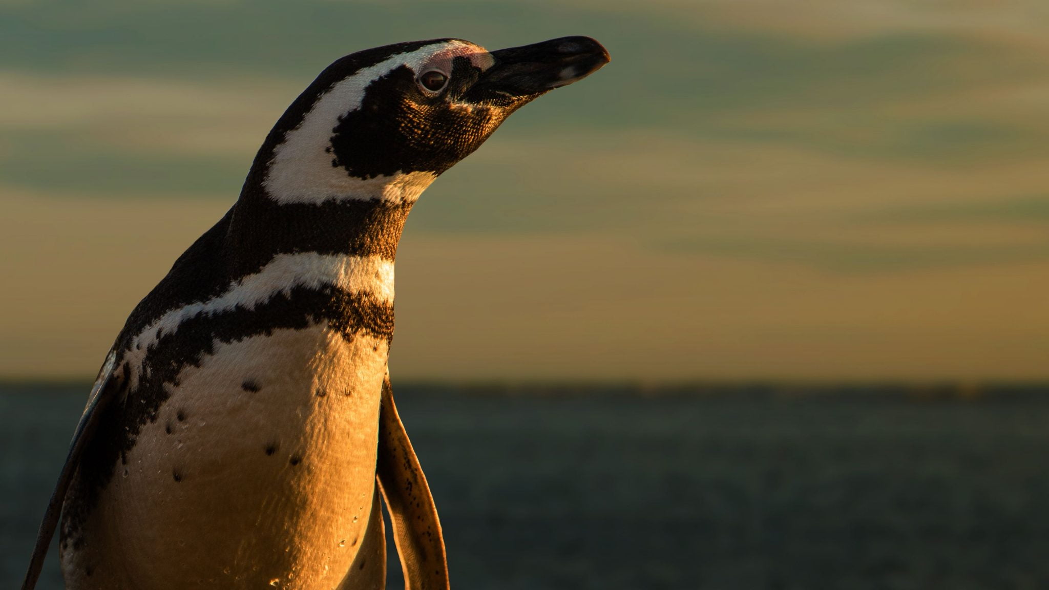 BBC First ve BBC Earth'ün Eylül Ayı Programı Açıklandı 1 bbc first